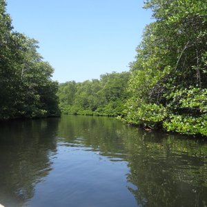 views-of-the-mangrove.jpg?w=300&h=300&s=1