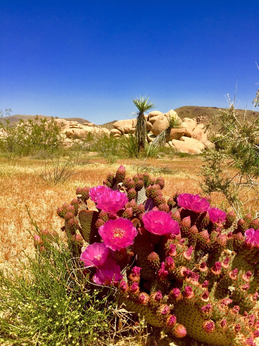 WHITE TANK CAMPGROUND - Updated 2021 Reviews (Joshua Tree ...