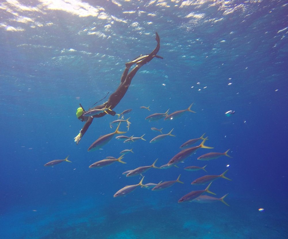 THE 10 BEST Cozumel Shark Diving Activities (2024) - Tripadvisor