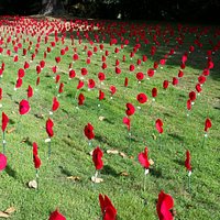 hand made poppies
