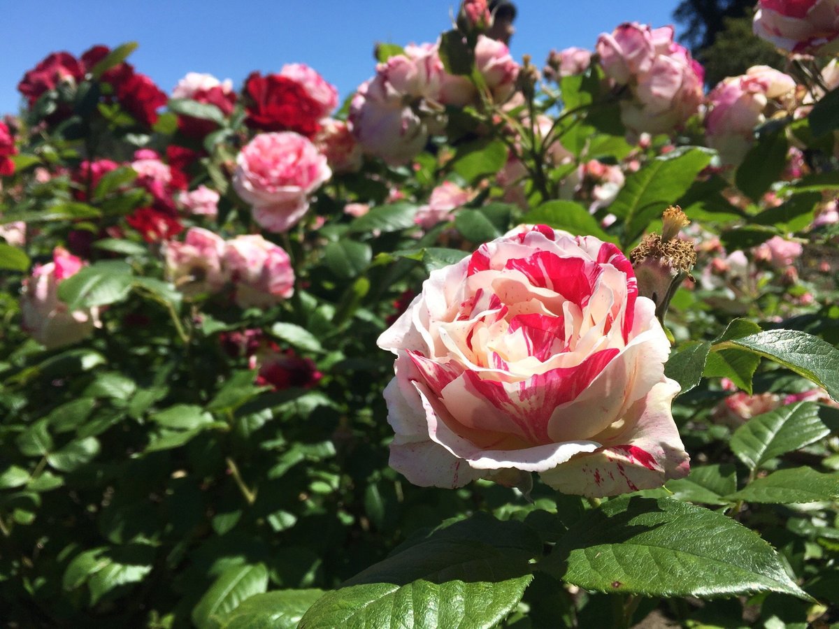 Municipal Rose Garden (San Jose) All You Need to Know BEFORE You Go