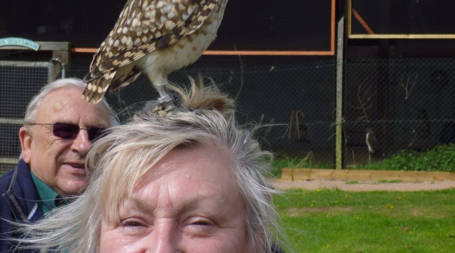 Burrowing owl prefers heads to hands!