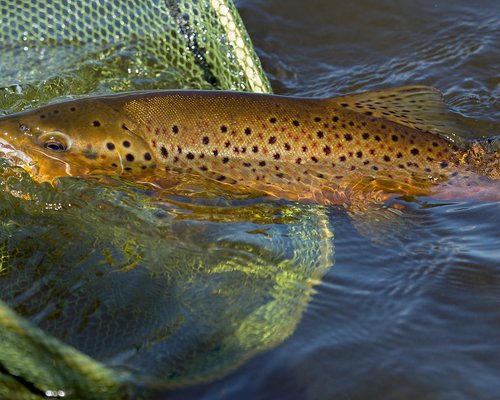 THE 10 BEST Scotland Fishing Charters & Tours (with Prices)