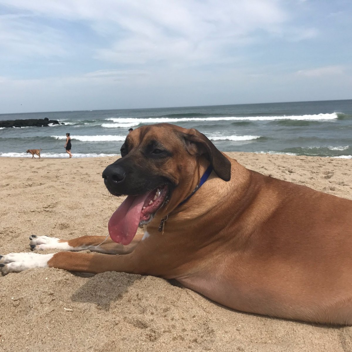 asbury park beach admite perros