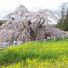 5 Nature & Parks in Tamura-gun That You Shouldn't Miss