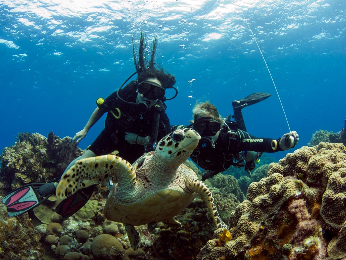 CozuDive Diving & Snorkeling (San Miguel de Cozumel) - All You Need to Know  BEFORE You Go