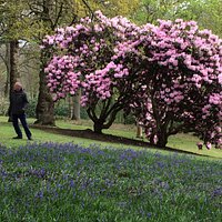 Bowood Woodland Gardens