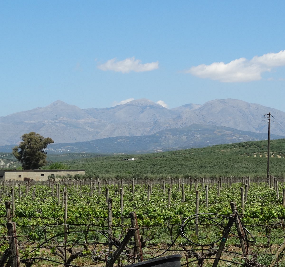 Strataridakis Winery Arkalochori All You Need To Know Before You Go 