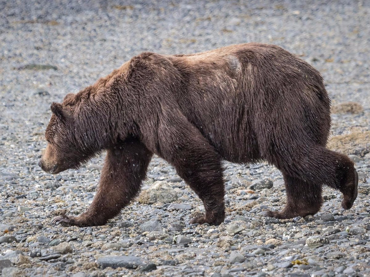 juneau alaska bear tours