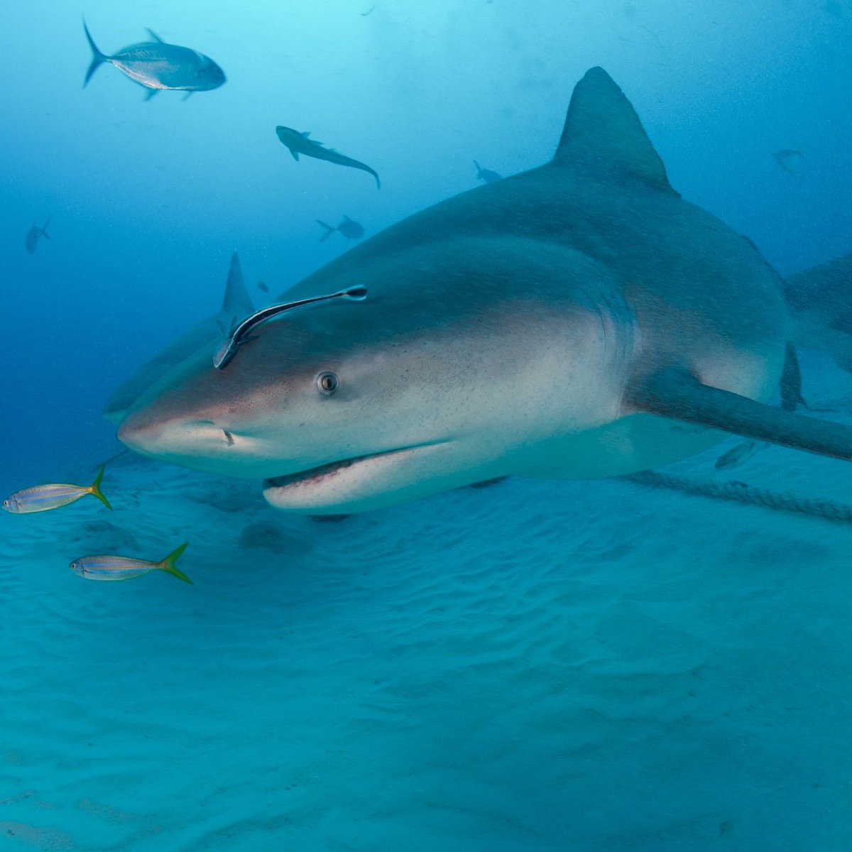 diving tulum mexico shark