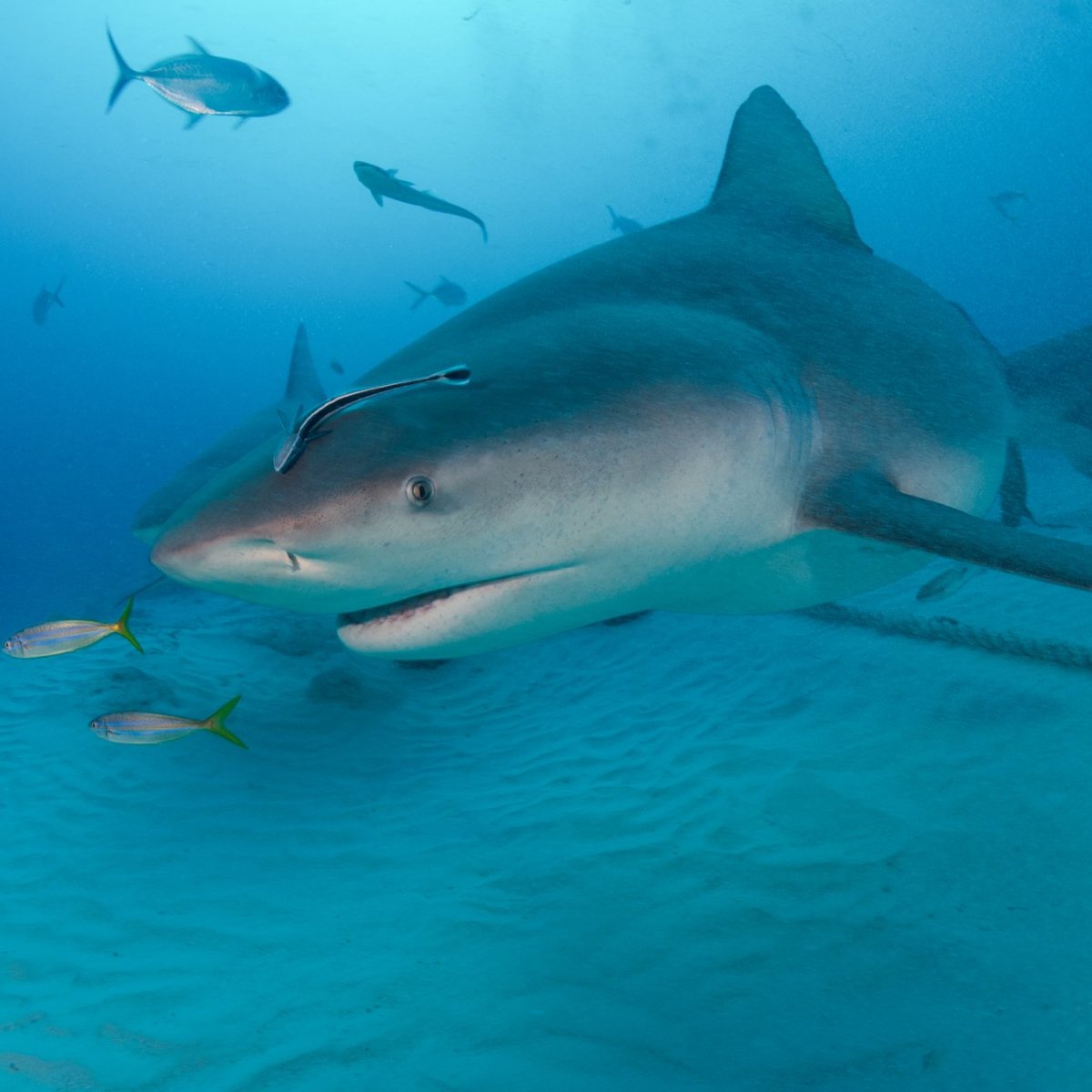 diving tulum mexico shark