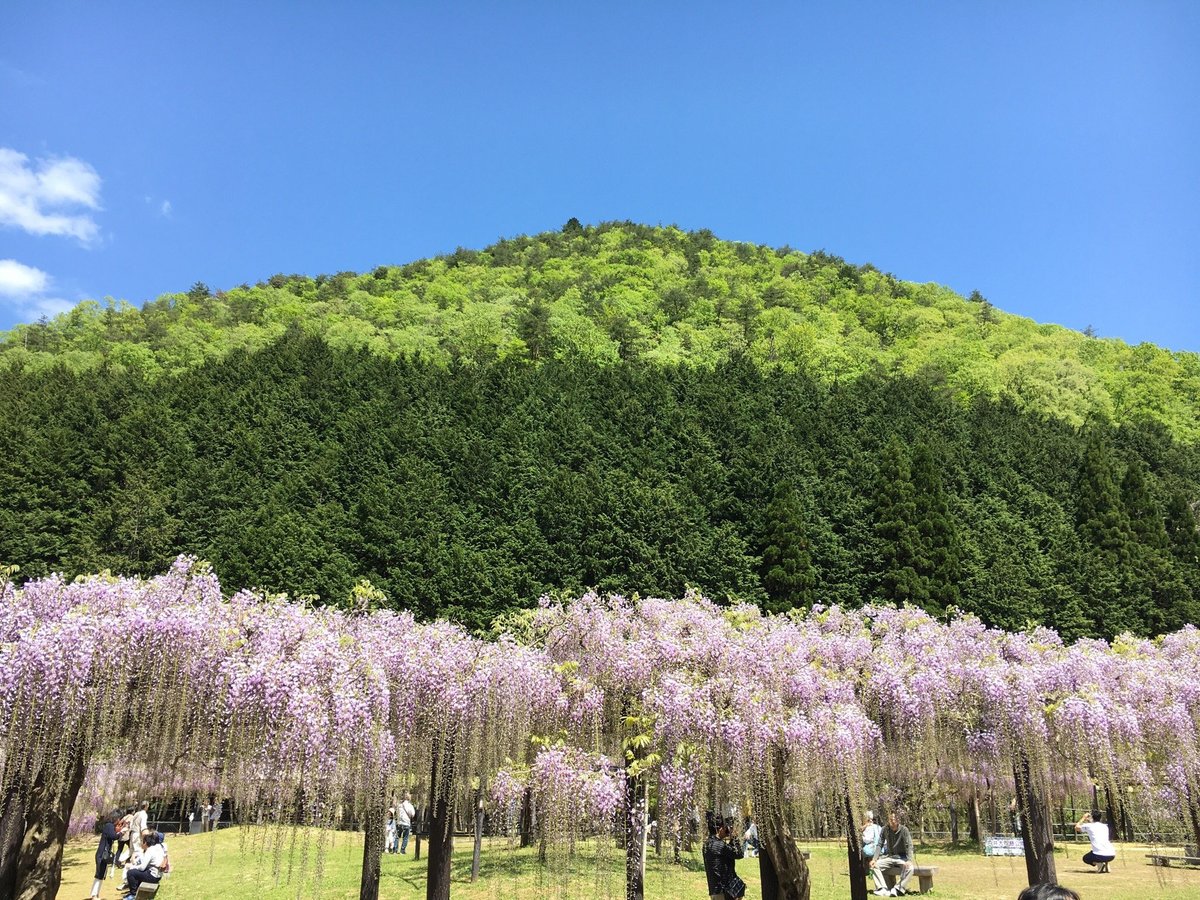 22年 白井大町藤公園 行く前に 見どころをチェック トリップアドバイザー