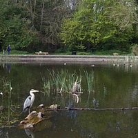 Herons and other bird life abundant in this serene setting