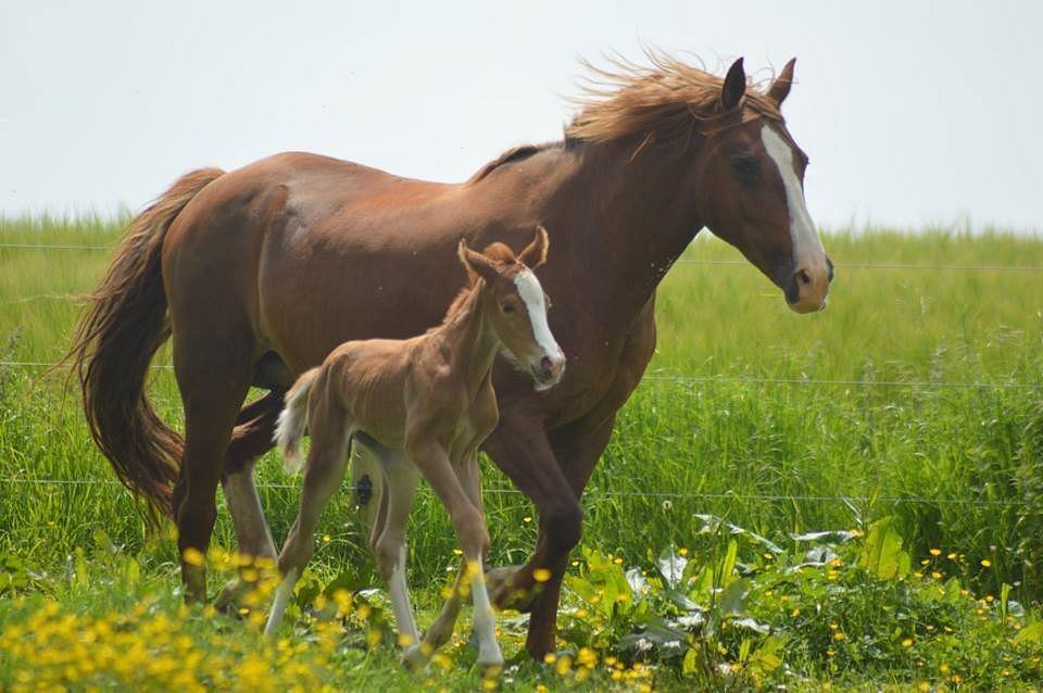 THE 5 BEST Cotswolds Horseback Riding Tours (Updated 2023)