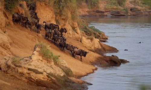 Mara River crossings
