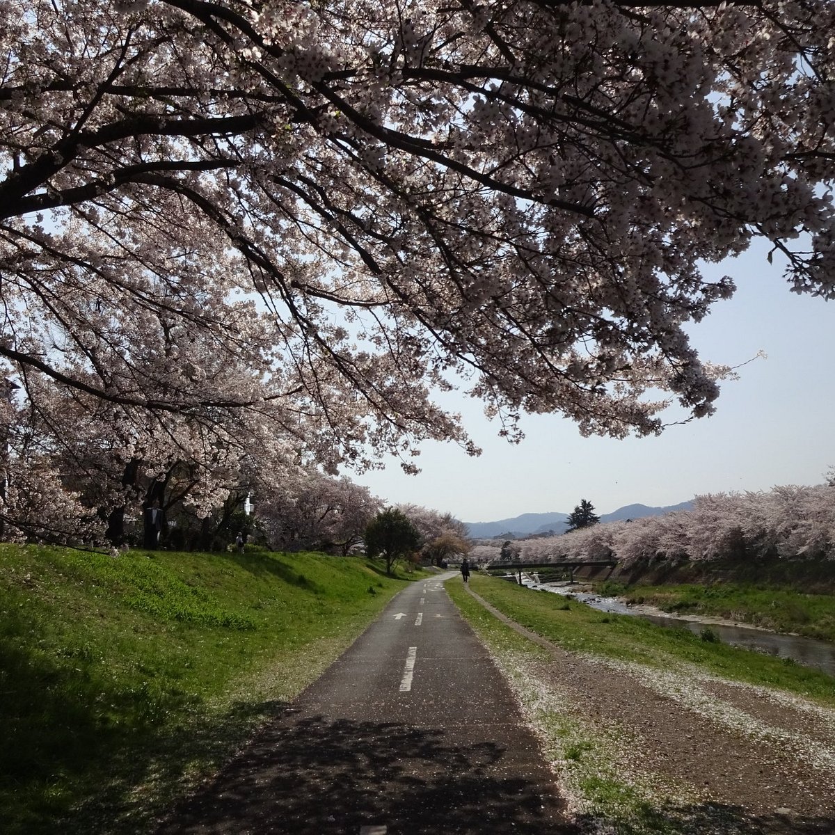 22年 南浅川土手の桜並木 行く前に 見どころをチェック トリップアドバイザー