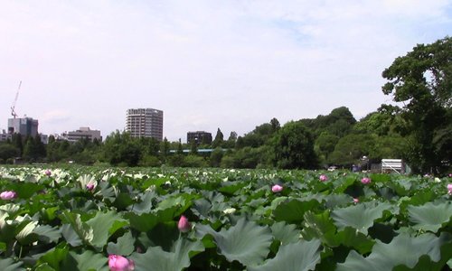 Quartiere vivace e parco con zoo meravigliosi 