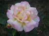 mariarosa m