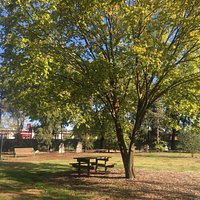 Pioneer Park awesome tree and bench