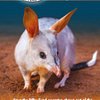 Save the Bilby ... C