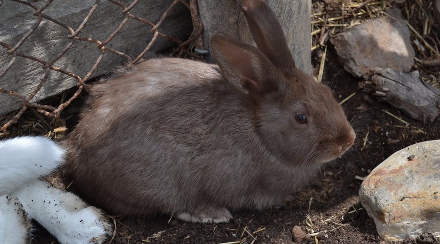 Conejitos