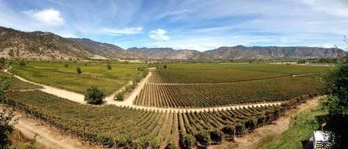 Vineyards