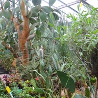 Altenburger Botanischer Erlebnisgarten (Altenburg) 2022 Lo que se