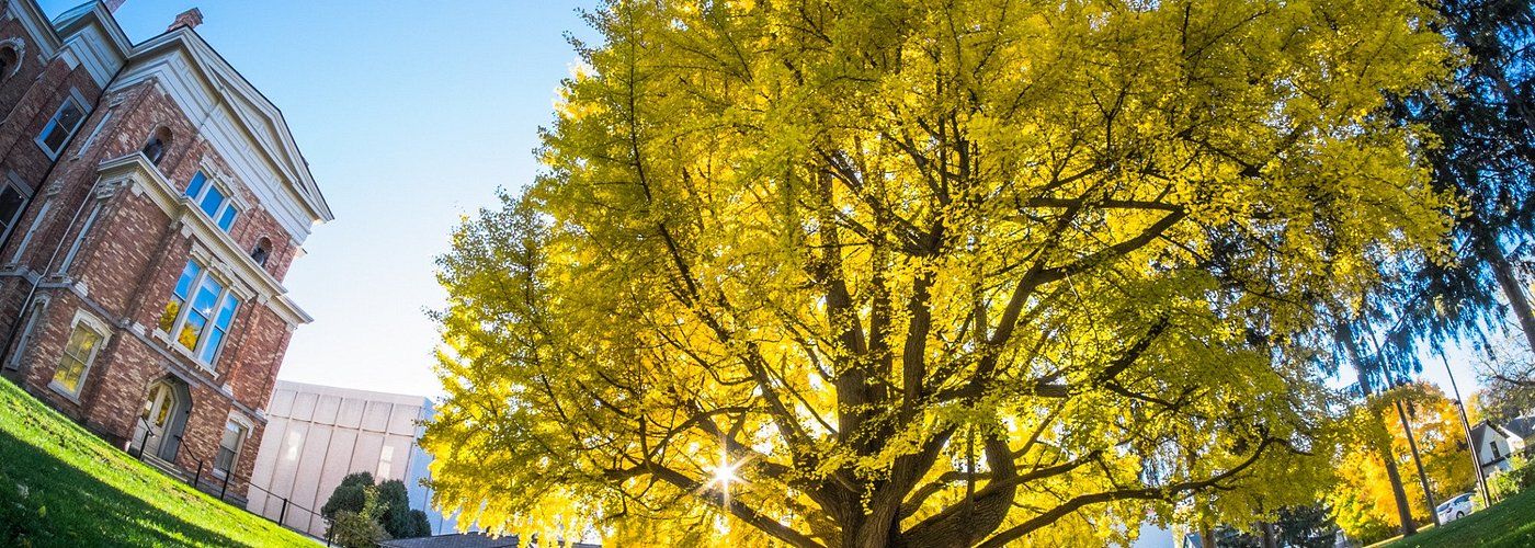 Our property has the largest ginkgo tree in New York State!
