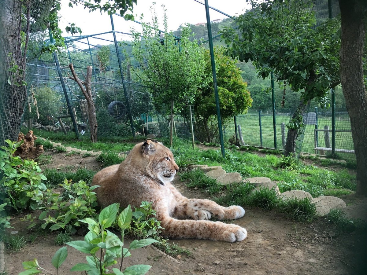 Zoologico El Bosque, Овьедо: лучшие советы перед посещением - Tripadvisor