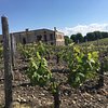 Things To Do in Bordeaux Wines 2-Day Private Tour: Médoc, Pomerol & St. Émilon, Restaurants in Bordeaux Wines 2-Day Private Tour: Médoc, Pomerol & St. Émilon