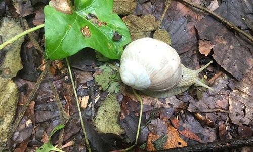 Large white shelled snails