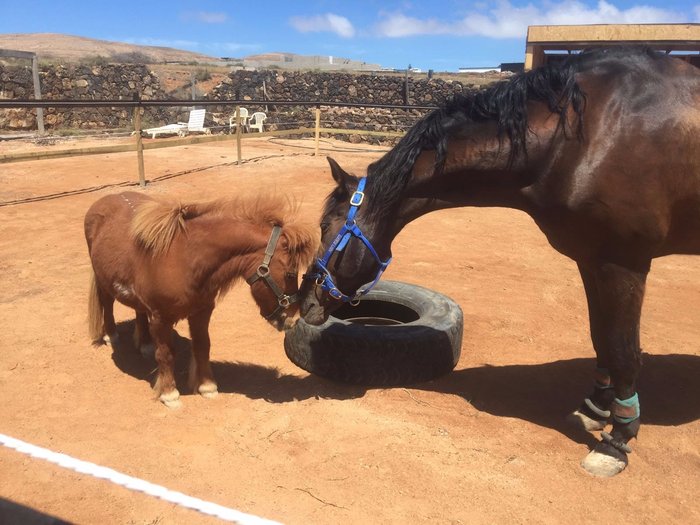 Imagen 1 de Horses Lanzarote