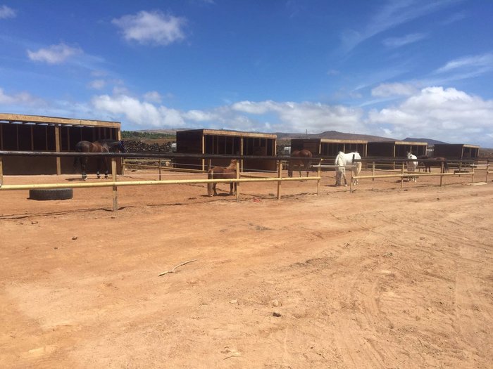 Imagen 3 de Horses Lanzarote