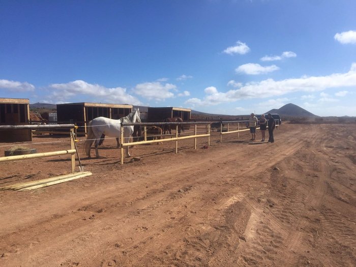 Imagen 8 de Horses Lanzarote