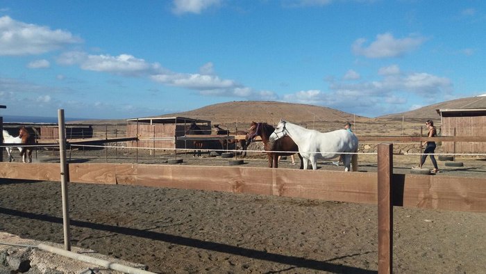 Imagen 7 de Horses Lanzarote