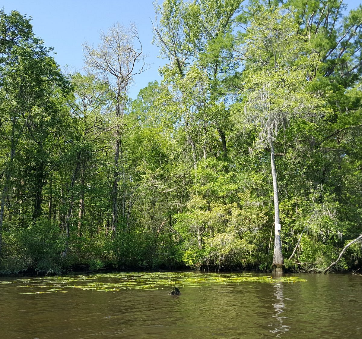 plantation river tours