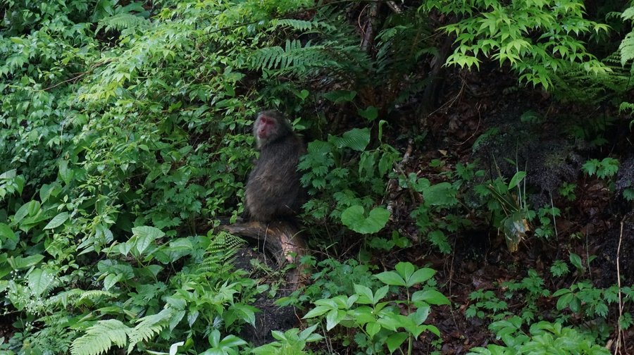 Monkey near the camping area. No problems with them, though!