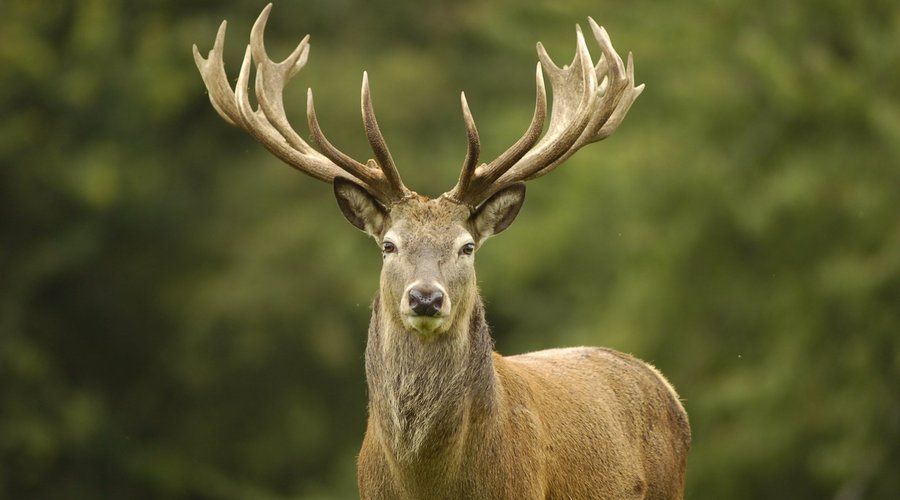 Woburn Red Deer