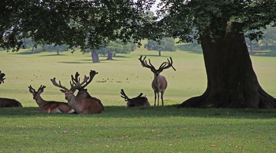 Woburn Abbey Deer Park