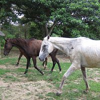Horses