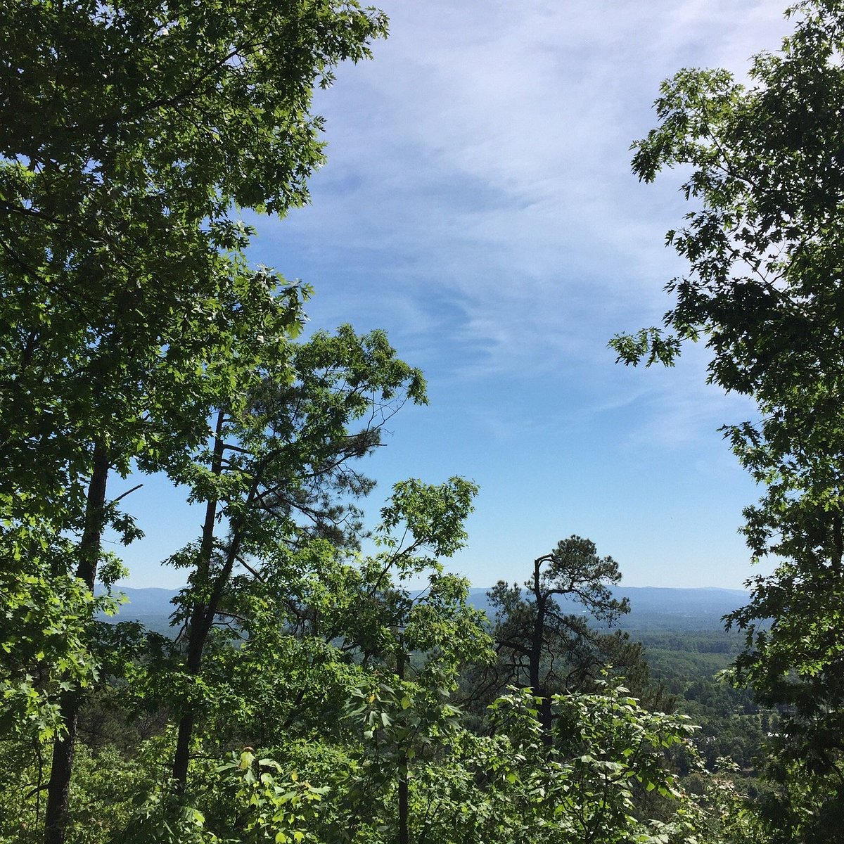 Hot forest. Ouachita National Forest.