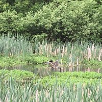 Theres a heron in here somewhere
