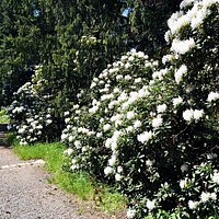 Rhododendronblüten auf dem Hutberg im Mai