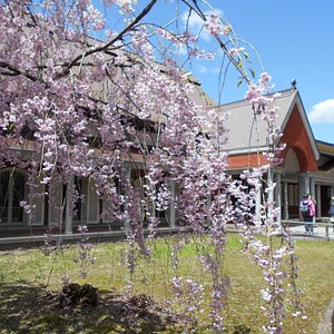 Site Bekasi in blossom cherry dating easyJet: Günstige