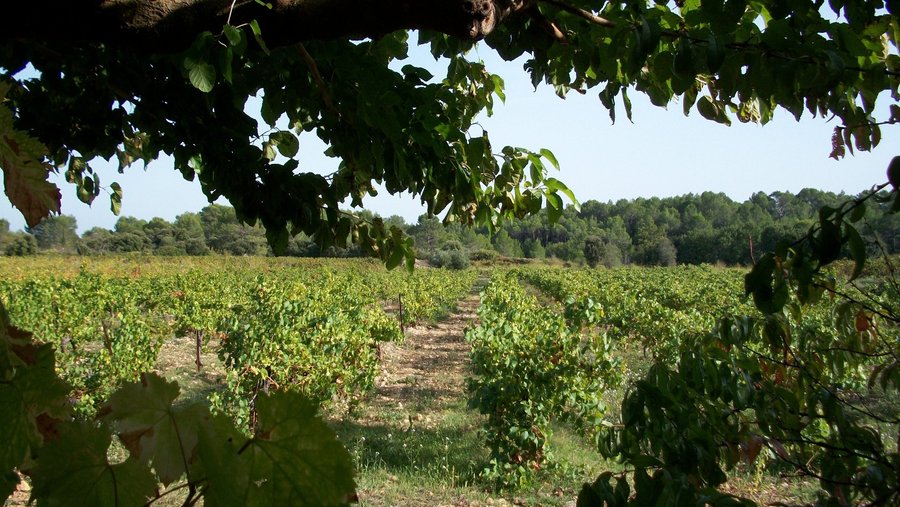 photo dans les vignes