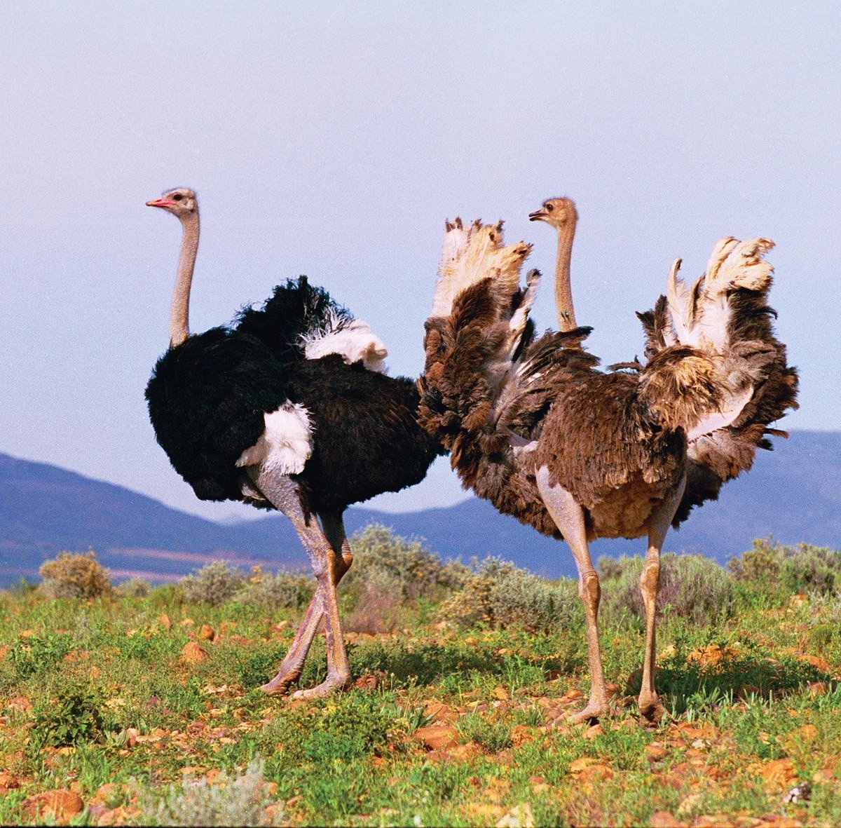 Safari Ostrich Farm