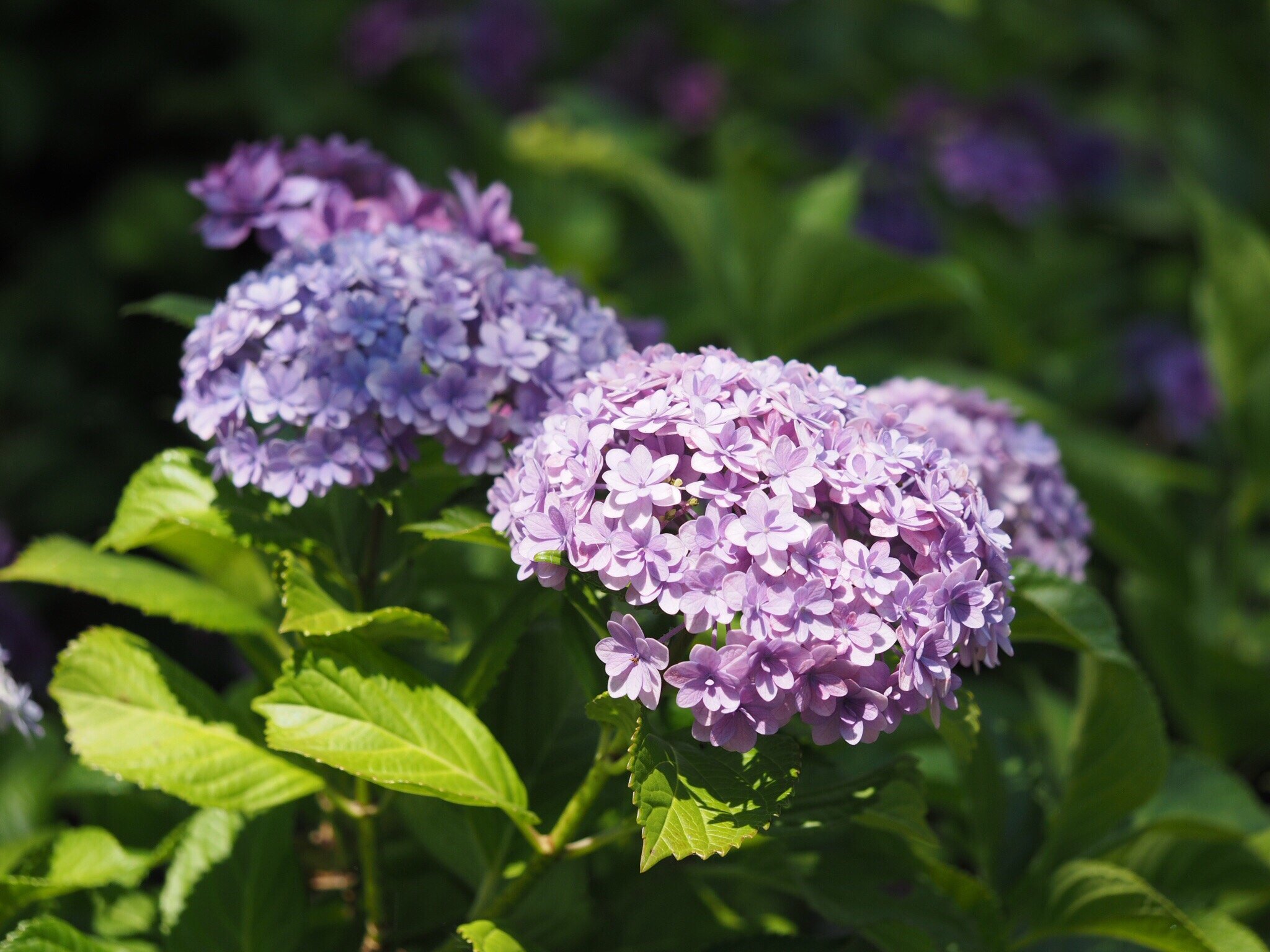 もりやま芦刈園 オファー ペット