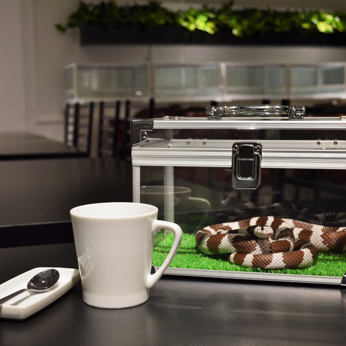  cafe & snake Tokyo Snake Center (Shibuya) Lohnt es sich?