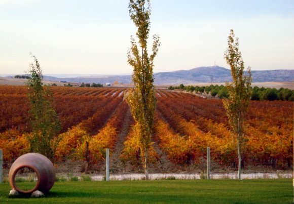 Imagen 9 de Bodegas y Viñedos Casa del Valle