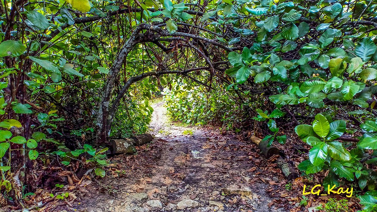 Bukit Timah Nature Reserve (Singapore) - Đánh giá - Tripadvisor